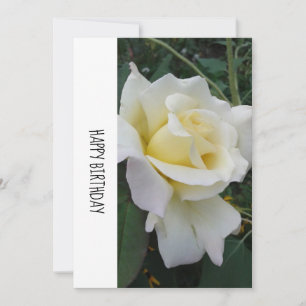 Tarjeta de cumpleaños Cream White Rose