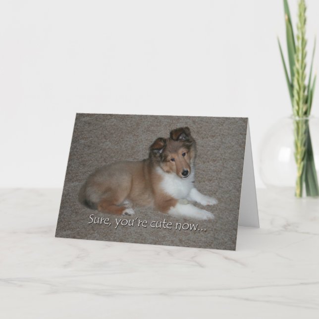 Tarjeta de cumpleaños Cute Sheltie (Anverso)
