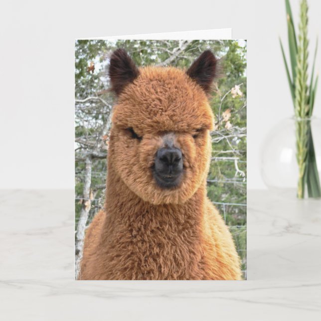 Tarjeta de cumpleaños de Alpaca (Anverso)