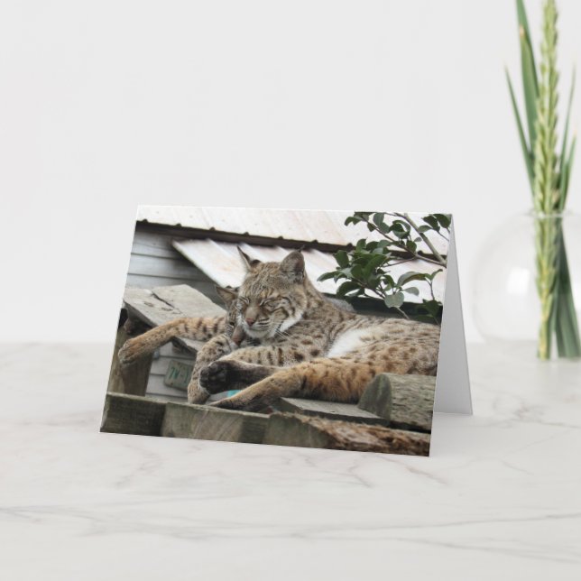 Tarjeta de cumpleaños de amigos Bobcat (Anverso)