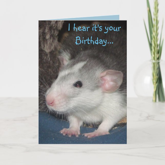 tarjeta de cumpleaños de baby husky Dumbo rat (Anverso)