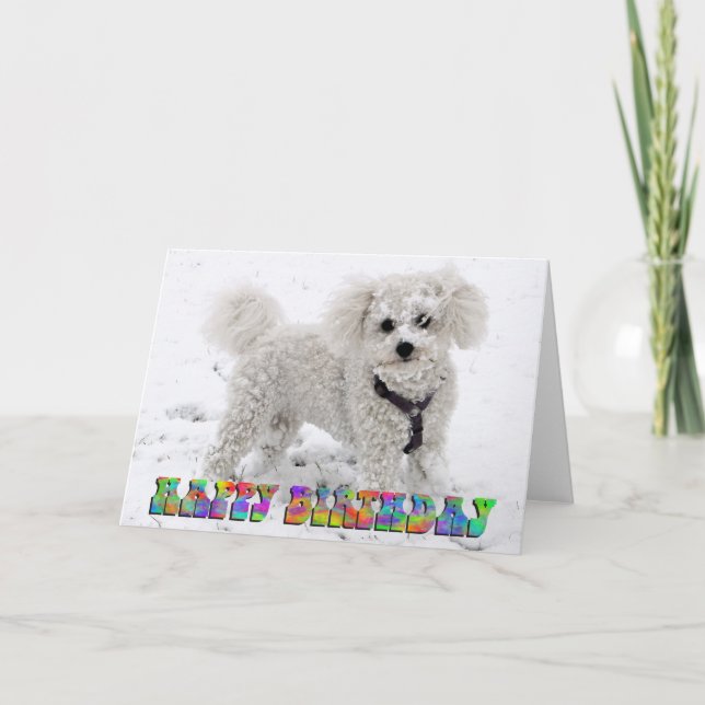 Tarjeta de cumpleaños de Bichon Frise (Anverso)