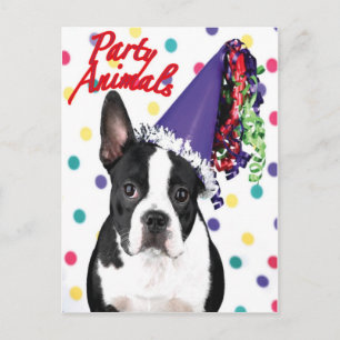 Tarjeta de cumpleaños de Boston Terrier
