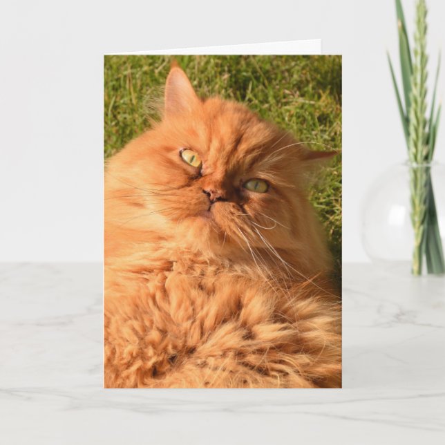 TARJETA DE CUMPLEAÑOS DE CAT PERSA (Anverso)