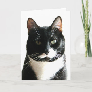 Tarjeta de cumpleaños de Cat Stare Down