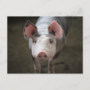 Tarjeta de cumpleaños de cerdo lindo