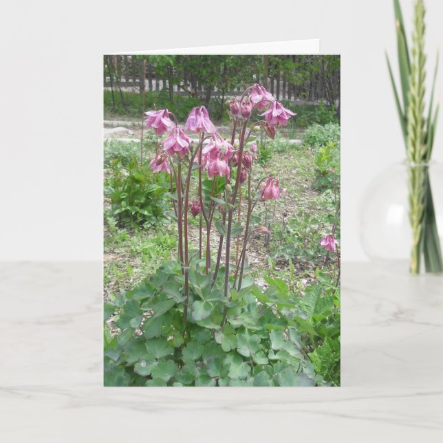 Tarjeta de cumpleaños de Colorado Columbine (Anverso)