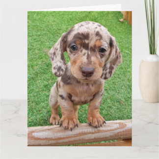 Tarjeta de cumpleaños de Dachshund