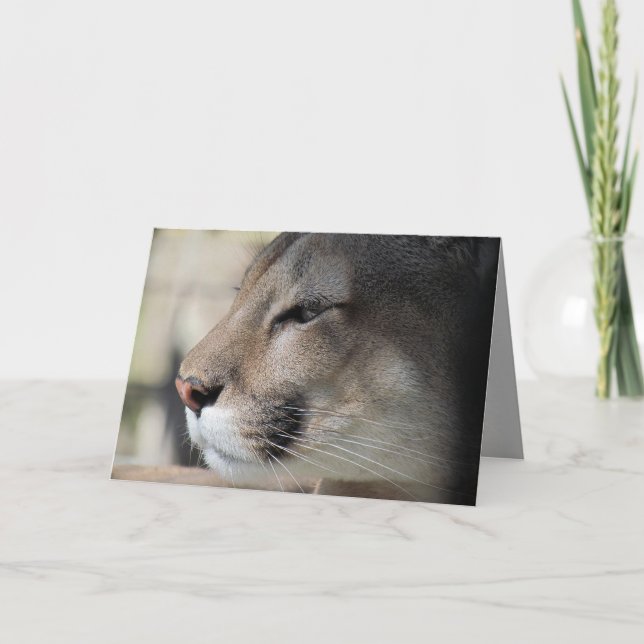 Tarjeta de cumpleaños de Florida Panther (Anverso)