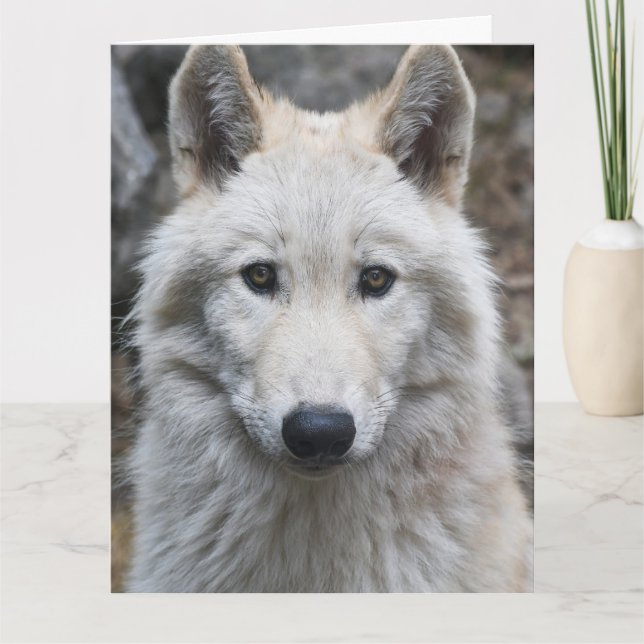 TARJETA DE CUMPLEAÑOS DE FOTOGRAFÍA DE LOBO BLANCO (Anverso)