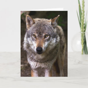 TARJETA DE CUMPLEAÑOS DE FOTOGRAFÍA DE WOLF