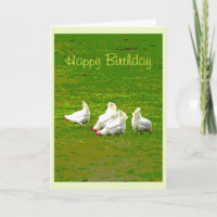 Tarjeta de cumpleaños de gallinas blancas