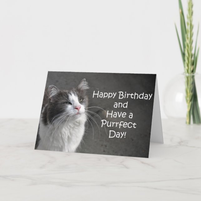 Tarjeta de cumpleaños de gato blanco y gris (Anverso)