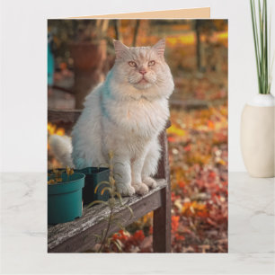 TARJETA DE CUMPLEAÑOS DE GATO CRISTIANO FILIPENSES