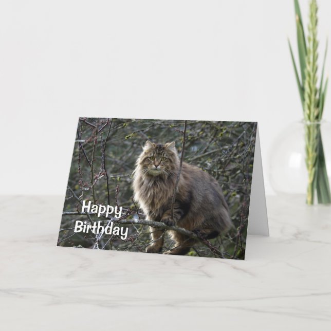 Tarjeta de cumpleaños de gato tabby, de larga dura (Anverso)