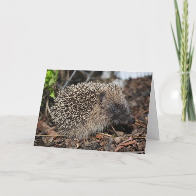 Tarjeta de cumpleaños de Hedgehog (Anverso)