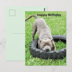 Tarjeta de cumpleaños de joven Staffordshire Bullt