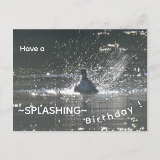 Tarjeta de cumpleaños de la focha salpicando