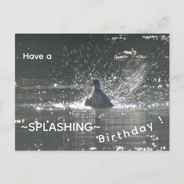 Tarjeta de cumpleaños de la focha salpicando (Anverso)