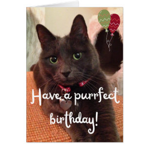 Tarjeta de cumpleaños de la foto del gato perfecto