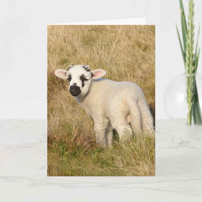 Tarjeta de cumpleaños de Lamb (Anverso)