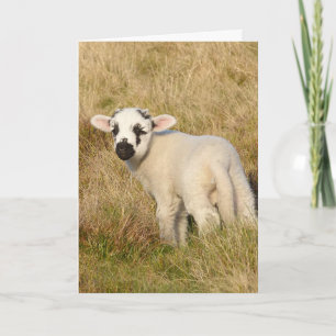Tarjeta de cumpleaños de Lamb