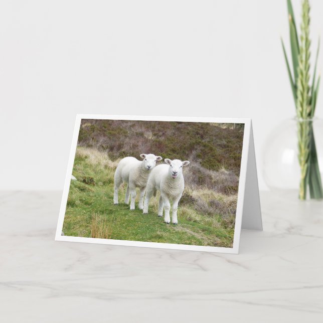 Tarjeta de cumpleaños de Lambs (Anverso)