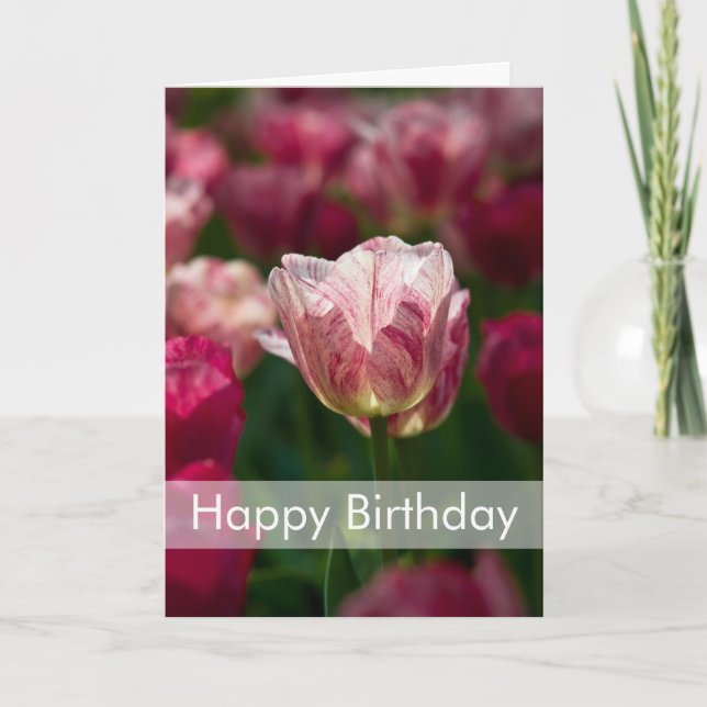 Tarjeta de cumpleaños de los tulipanes el | (Anverso)