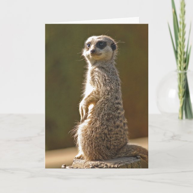 Tarjeta de cumpleaños de Meerkat c (Anverso)