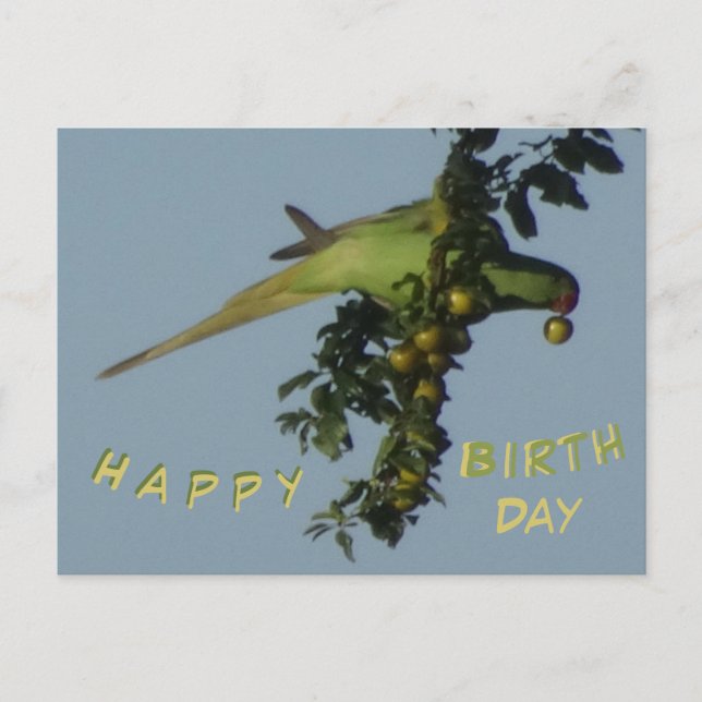 Tarjeta de cumpleaños de perico de collar comiendo (Anverso)