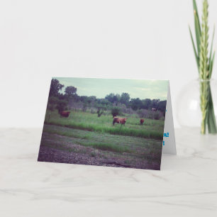 Tarjeta de cumpleaños de "rebaño de vacas"