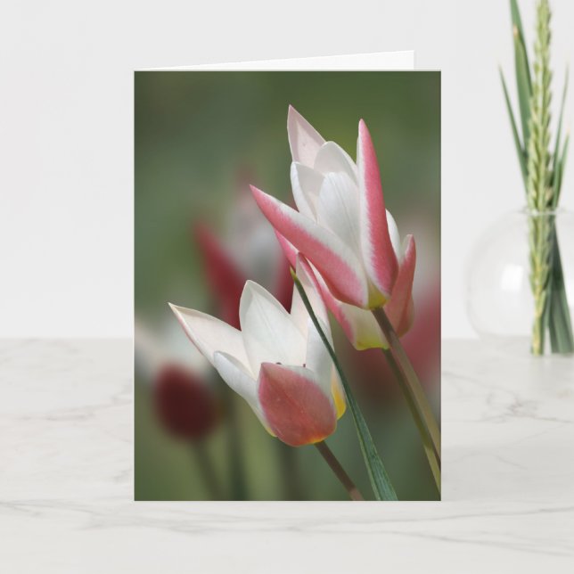 tarjeta de cumpleaños de señora Jane del tulipán (Anverso)