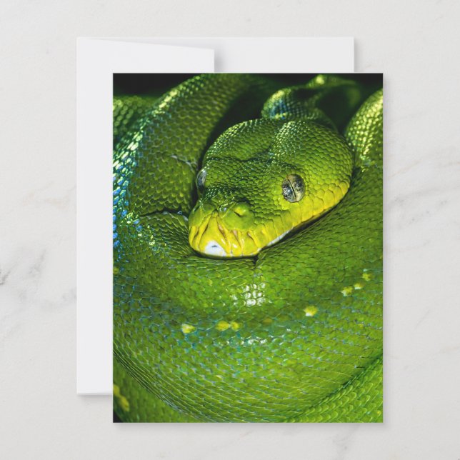 Tarjeta de cumpleaños de serpiente Snake Feliz cum (Anverso)