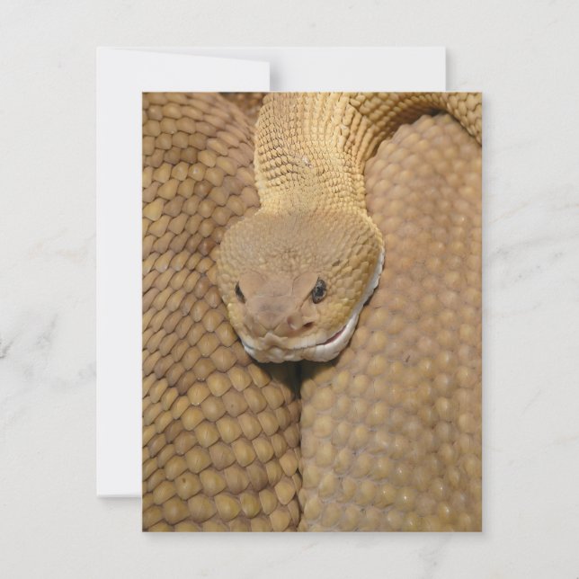 Tarjeta de cumpleaños de serpiente Snake Feliz cum (Anverso)