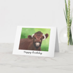 Tarjeta de cumpleaños de Shorthorn Bull