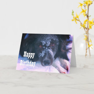 Tarjeta de cumpleaños de Snowy Frontera Collie Cut
