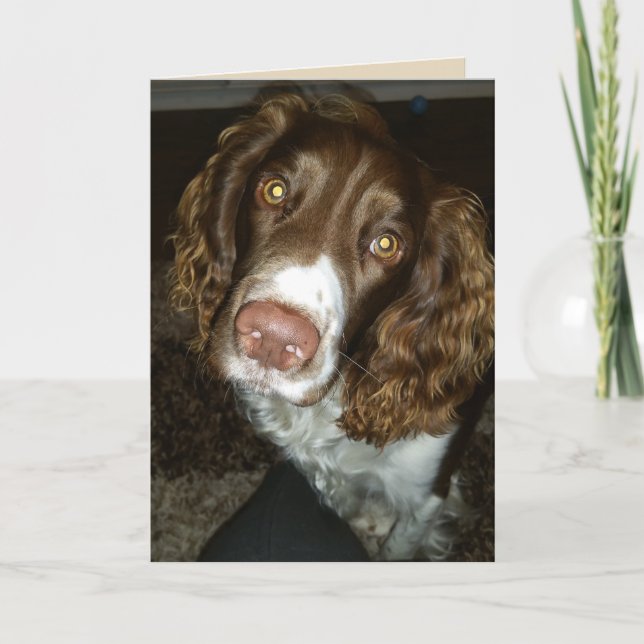 Tarjeta de cumpleaños de spaniel de primavera ingl (Anverso)