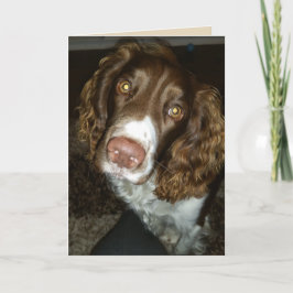 Tarjeta de cumpleaños de spaniel de primavera ingl