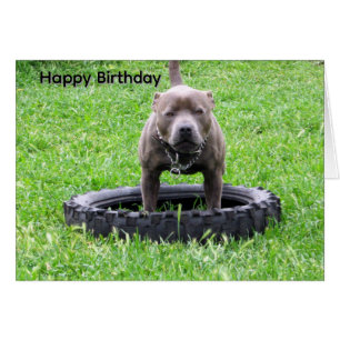 Tarjeta de cumpleaños de Staffordshire Bull Terrie