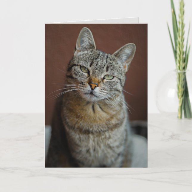 TARJETA DE CUMPLEAÑOS DE TABBY CAT PARA HERMOSA PE (Anverso)