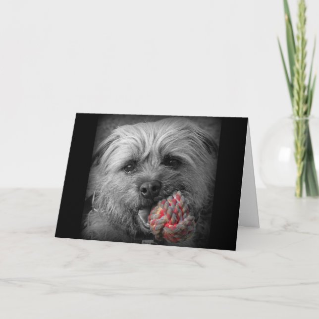 Tarjeta de cumpleaños de Terrier de frontera (Anverso)