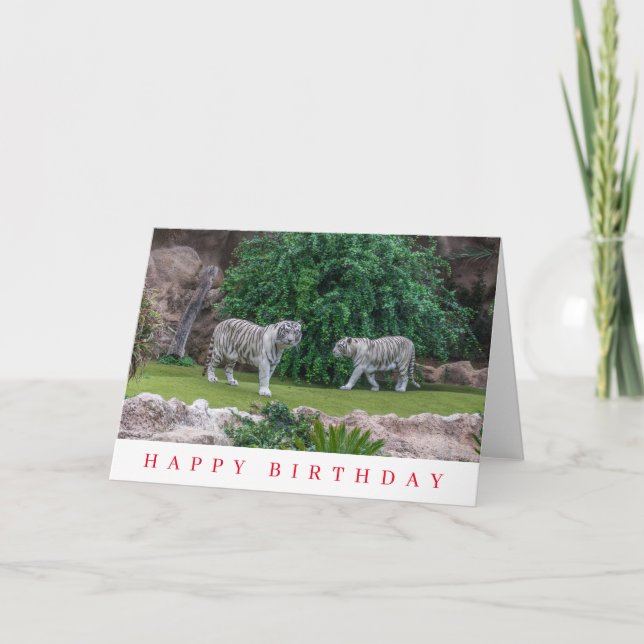 Tarjeta de cumpleaños de tigres blancos (Anverso)