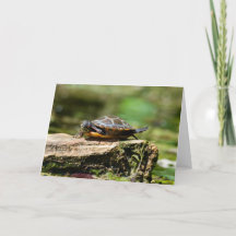 Tarjeta de cumpleaños de tortuga tímida, 5x7