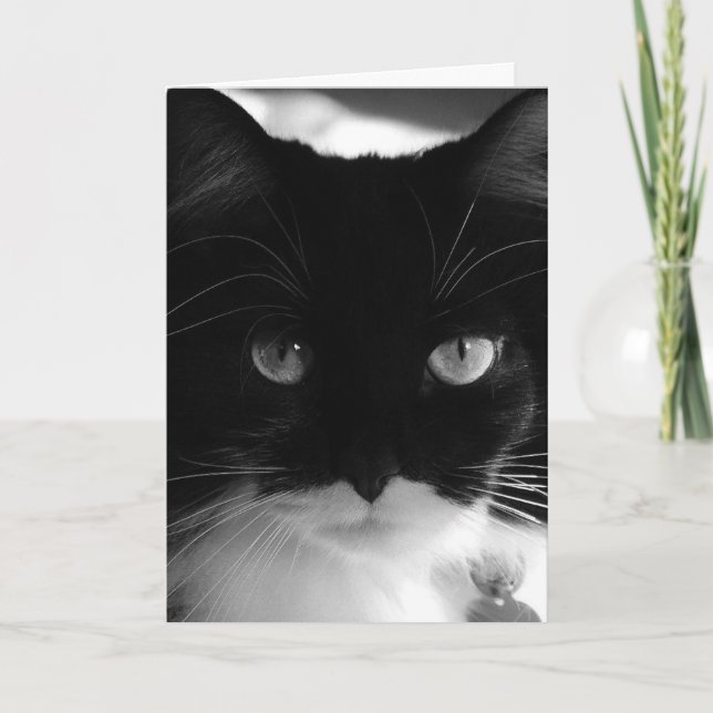 TARJETA DE CUMPLEAÑOS DE TUXEDO CAT FOTOGRAFÍA (Anverso)