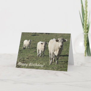 Tarjeta de cumpleaños de vaca y ternera charolais