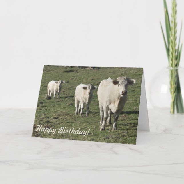 Tarjeta de cumpleaños de vaca y ternera charolais (Anverso)