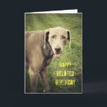 Tarjeta de cumpleaños de Weimaraner Funny Belthday<br><div class="desc">Las grandes palabras son duras,  pero también lo es recordar el día especial de todos. En esta tarjeta tonta,  Perro Azul el Weimaraner,  hace una cara tonta en la cámara en esta tarjeta de cumpleaños tardía.</div>