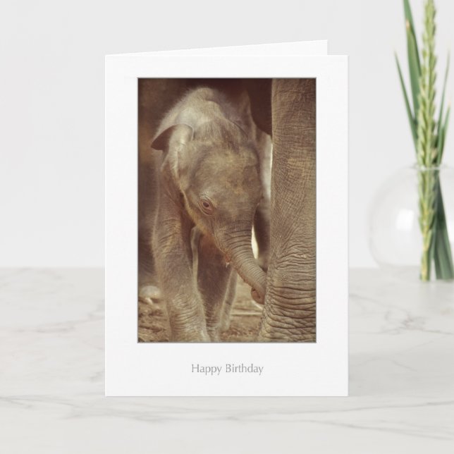 Tarjeta de cumpleaños del becerro del elefante (Anverso)