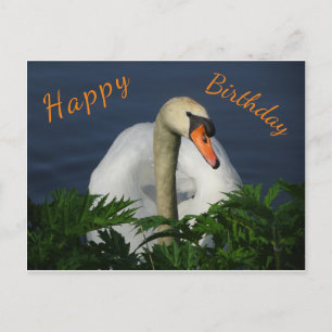 Tarjeta de cumpleaños del bello cisne