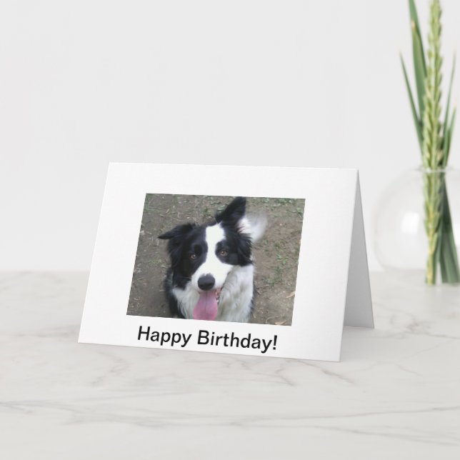Tarjeta de cumpleaños del border collie (Anverso)
